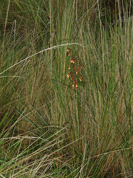 Illampu Trek (76).JPG